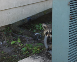 Raccoon removal and control Annandale VA