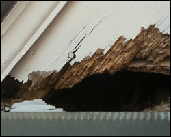 Squirrel damage in Annandale VA