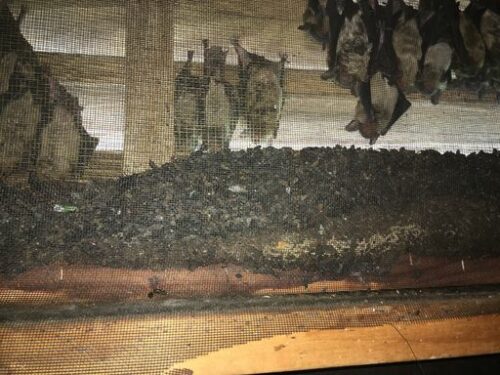 Close up of fresh Bat Guano