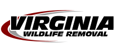 Annandale Wildlife Removal